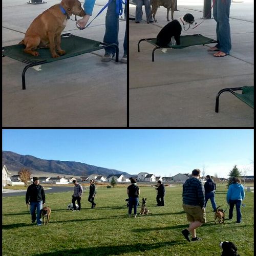 Group Obedience Class