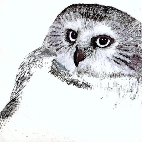 Owl illustration in pen and ink.