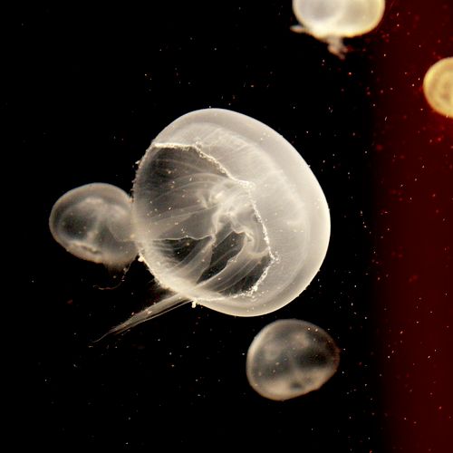 Blubber Jellyfish