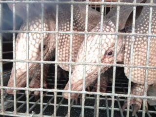 Did you know all Armadillo babies are identical?