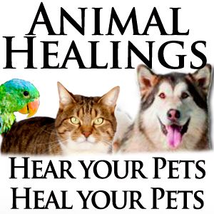 Animal Healings