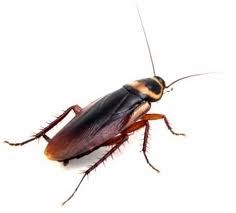 Australian roaches are found throughout the world.