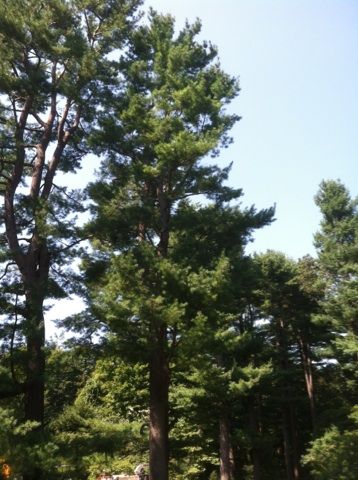Climbing to shape and thin pine trees.  Thinning t