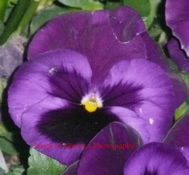 Blooming in purple