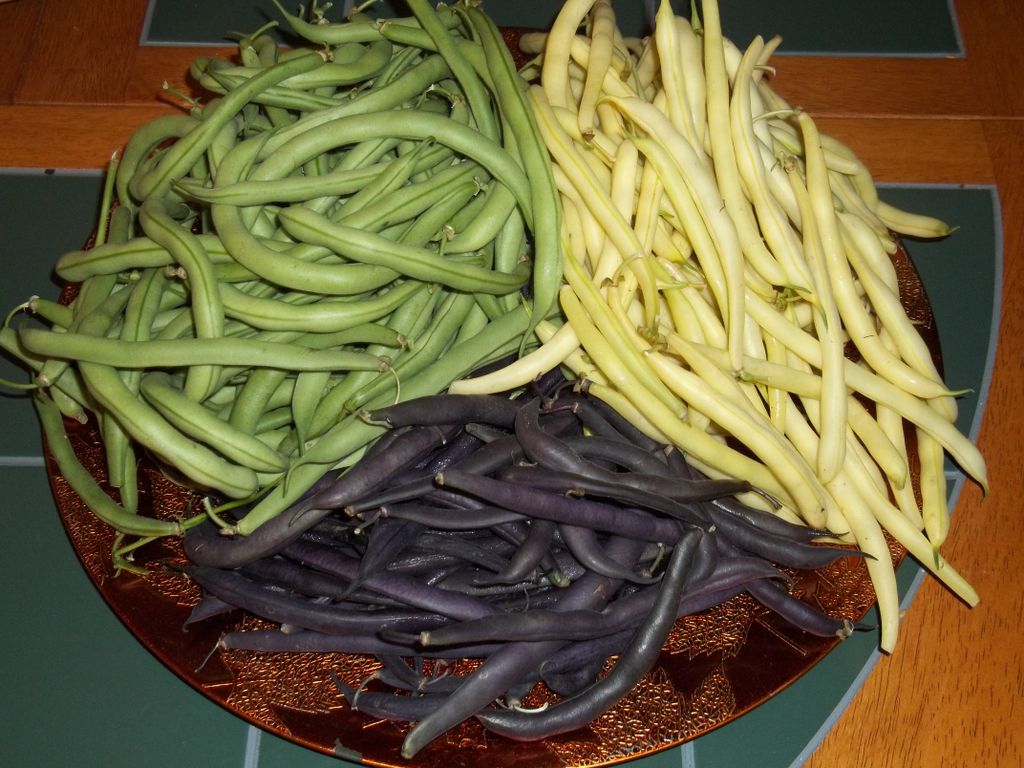 So many beans!