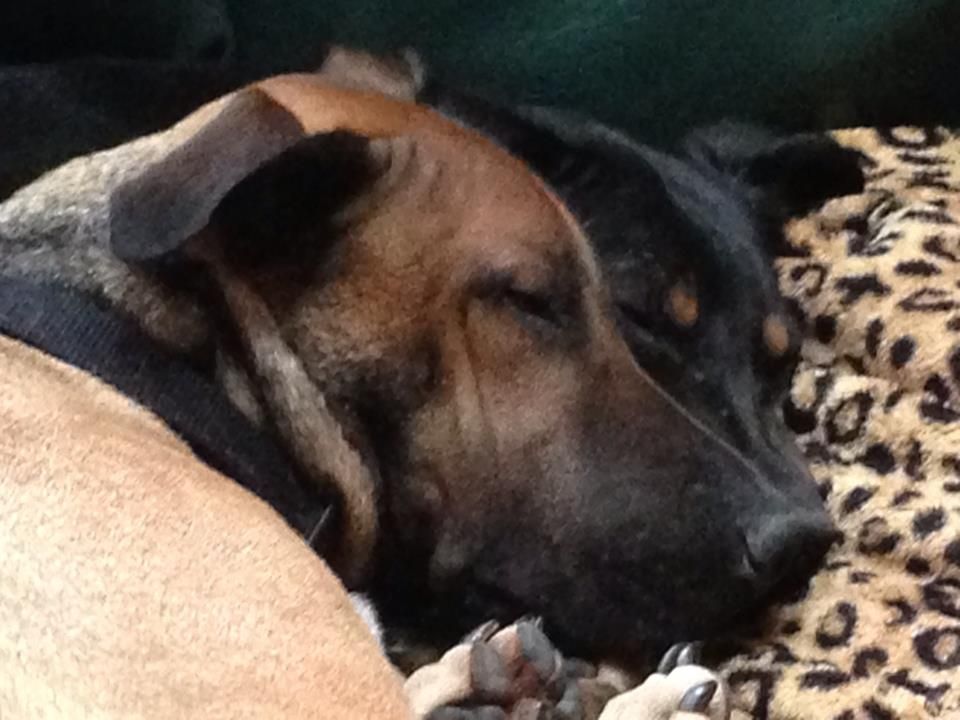 Amber and Apache, fostered by me.  They went (toge