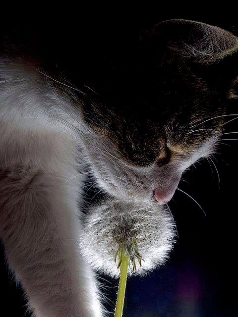 UNCONDITIONAL LOVE
© Judith Froemming

Uncondition