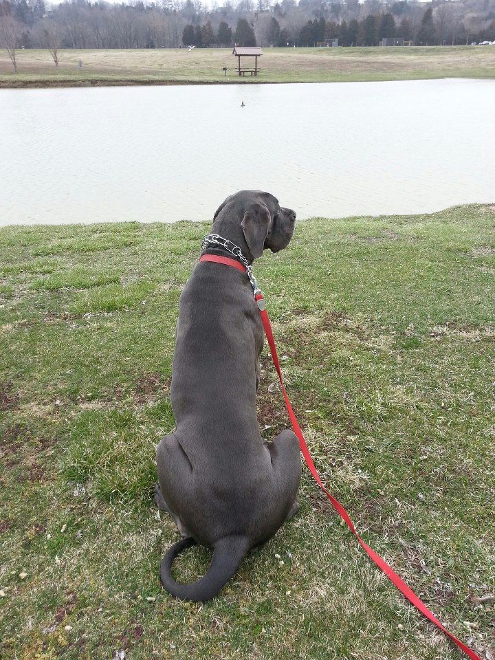Your dog can be calm too.
