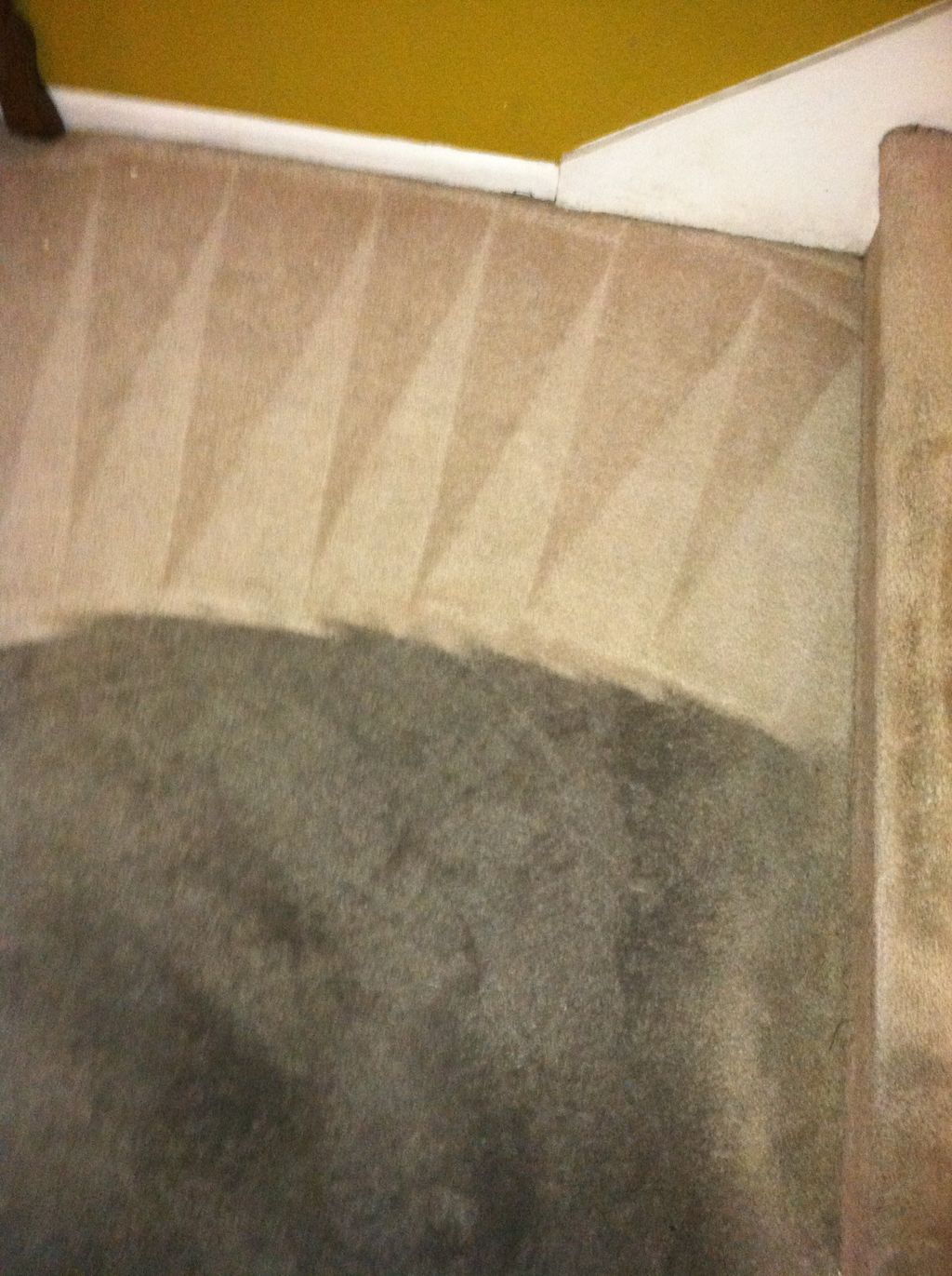 Sea Brite Carpet Cleaning LLC