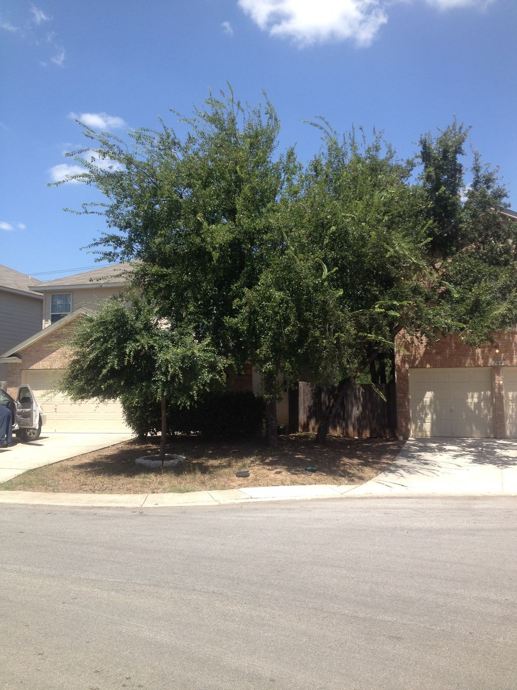 Front lawn before