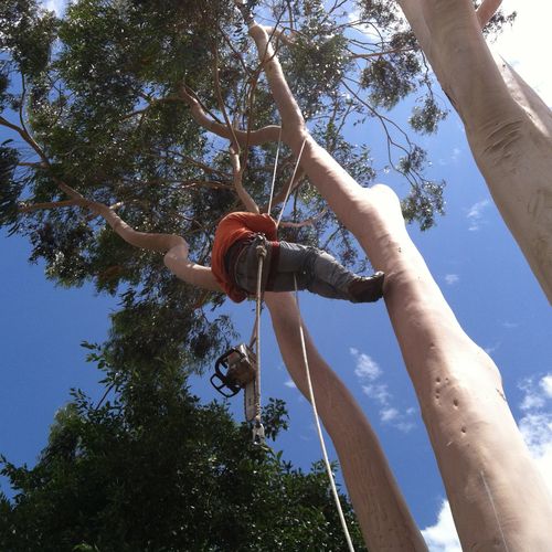 climing a eucalyptus tree
