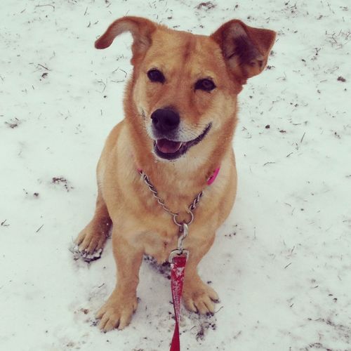 Rosie enjoying the snow!