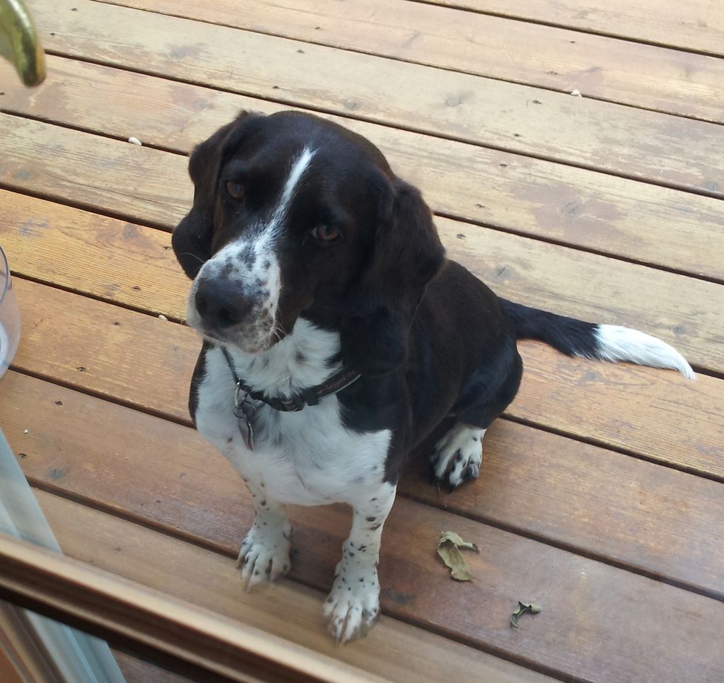 Tucker, our Springer/Beagle mix, patiently waiting