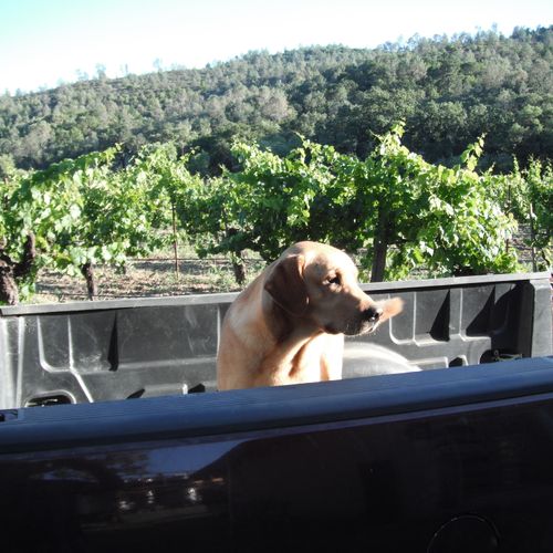 Good wine and and dog