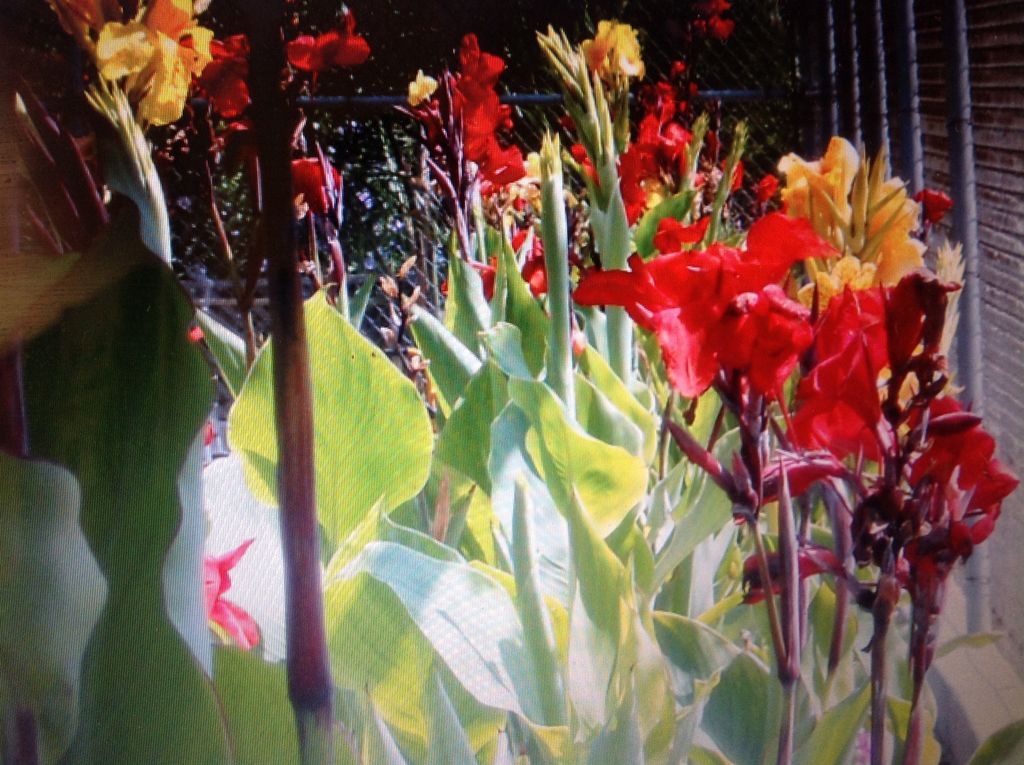 Garden pot plant project Candace Lily's