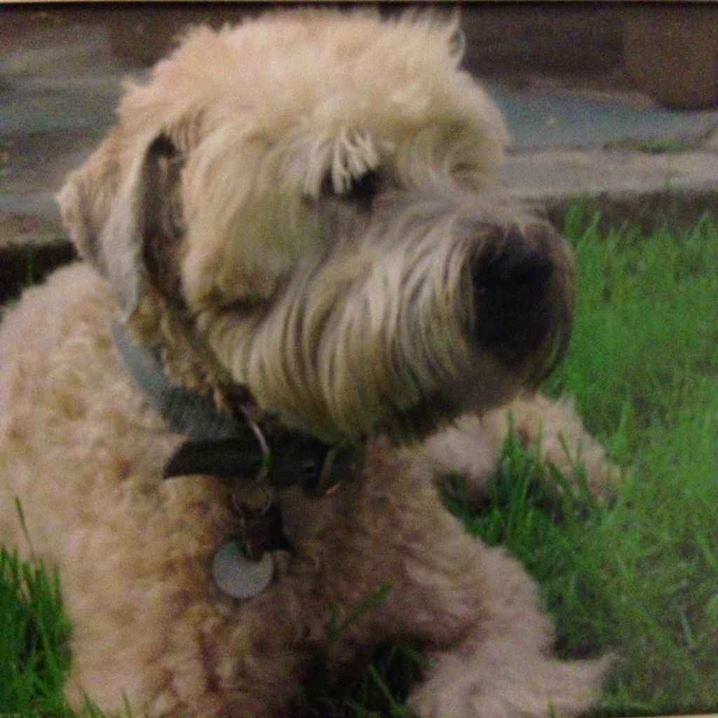 In loving memory of my girl Sophie who lived to be