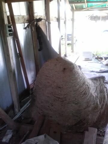 Back side of the hornets nest that built around an