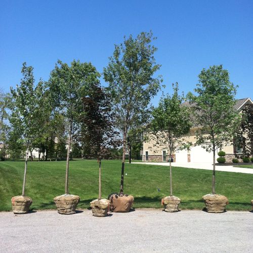 Do you need a nice shade tree or even a few ? Let 