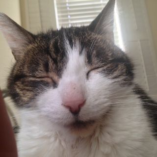 petbuddies make me smile. and that's hard to do wh
