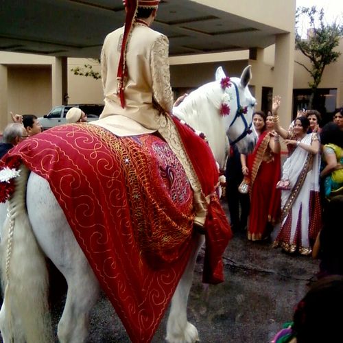 Belle the beautiful white mare at an Indian Baraat