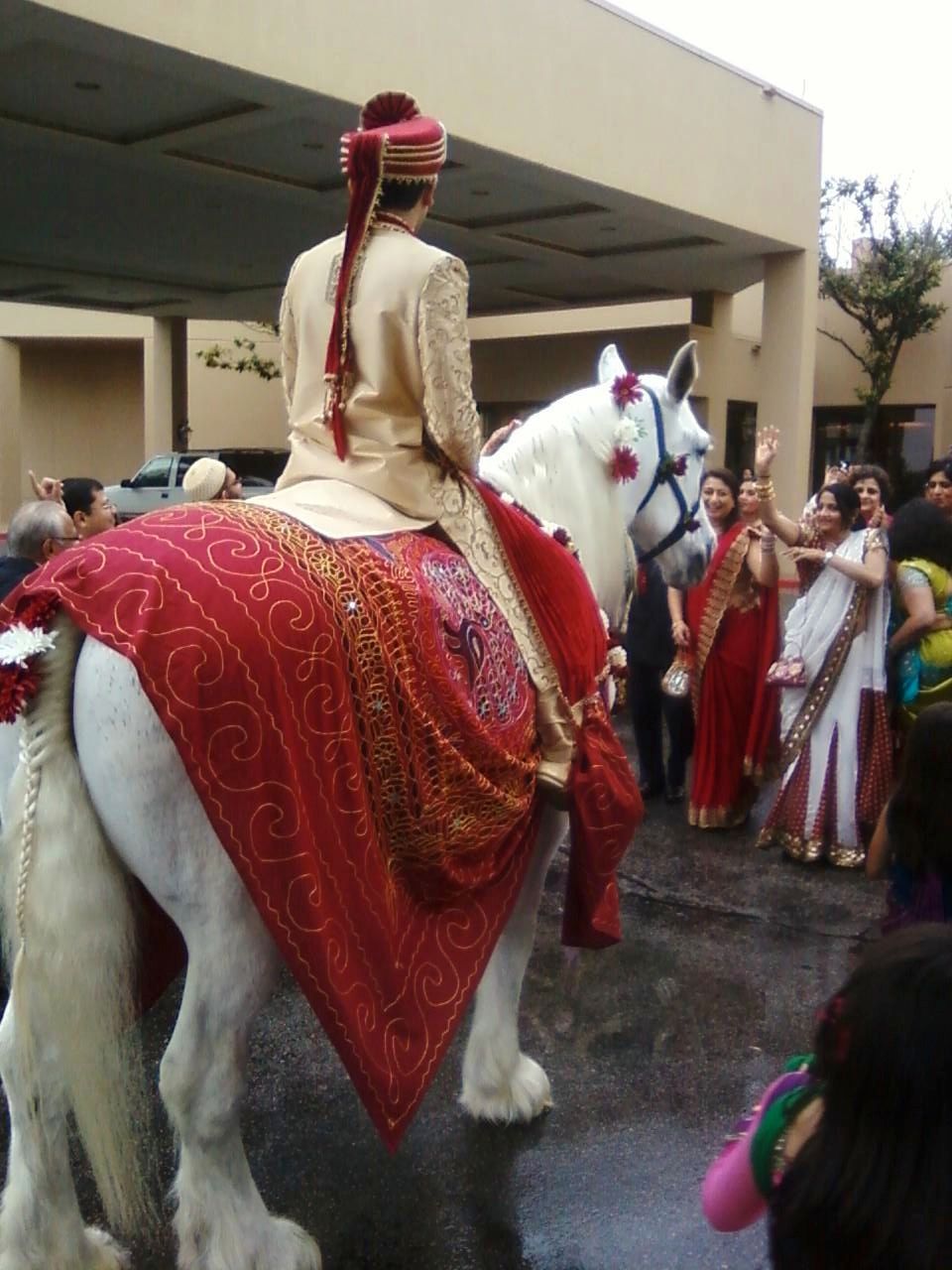 Belle the beautiful white mare at an Indian Baraat