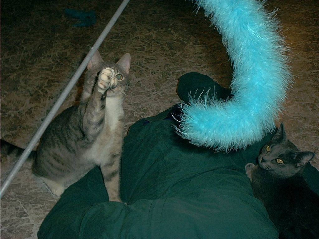 kitty play time!