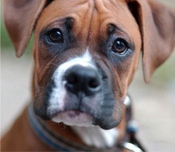 Mable a lover of dog friends