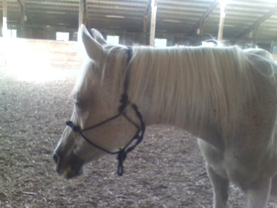 Whisper takes a minute to relax before work.