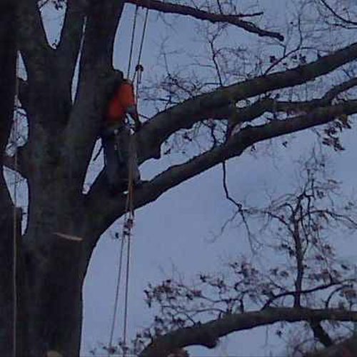 Large oak tree removal that was struck by lightnin