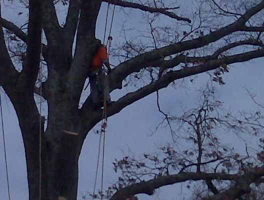 Large oak tree removal that was struck by lightnin