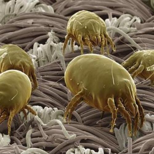 Dust Mites Could Be In your Duct System