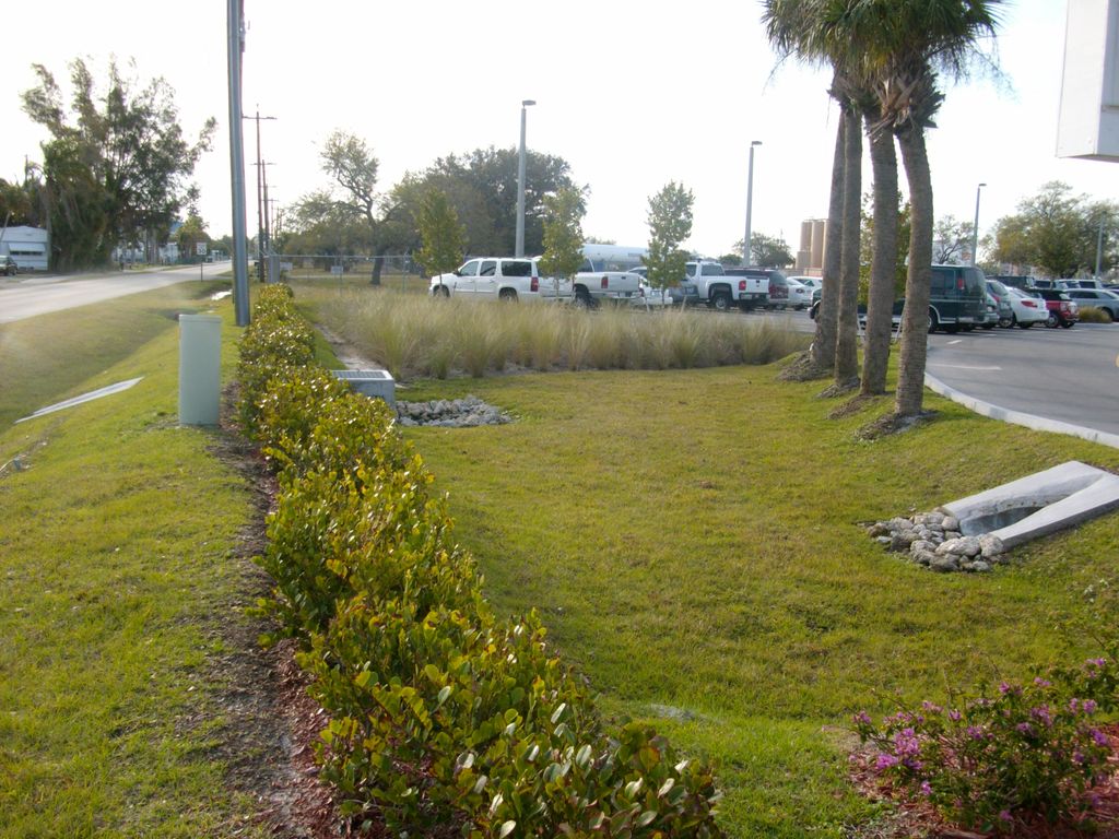 newly installed shrubs