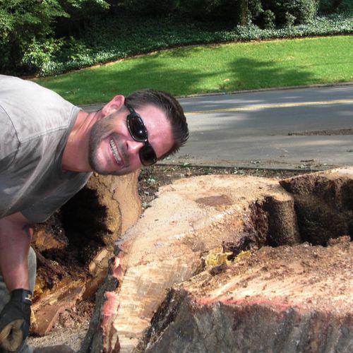 Large tree removal - notice root rot in stump