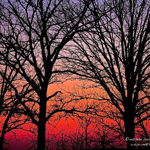 Trees silhouetted at sunset.