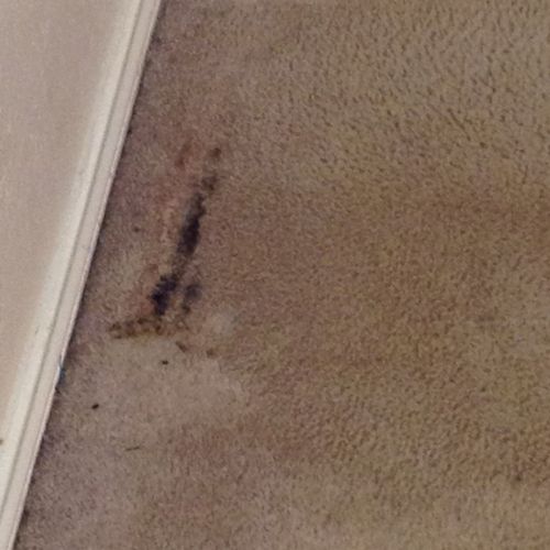 Shampoo carpet - remove almost all spots