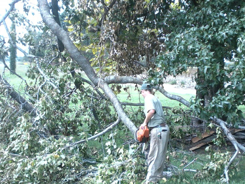 Storm damaged sweet gum at U.S Post Office in Fran