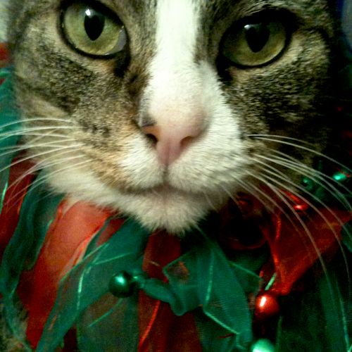 Our cat, Huck, posing for his Christmas picture.