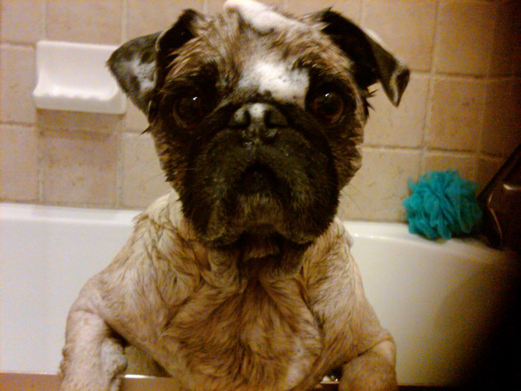 Chocolate the Pug