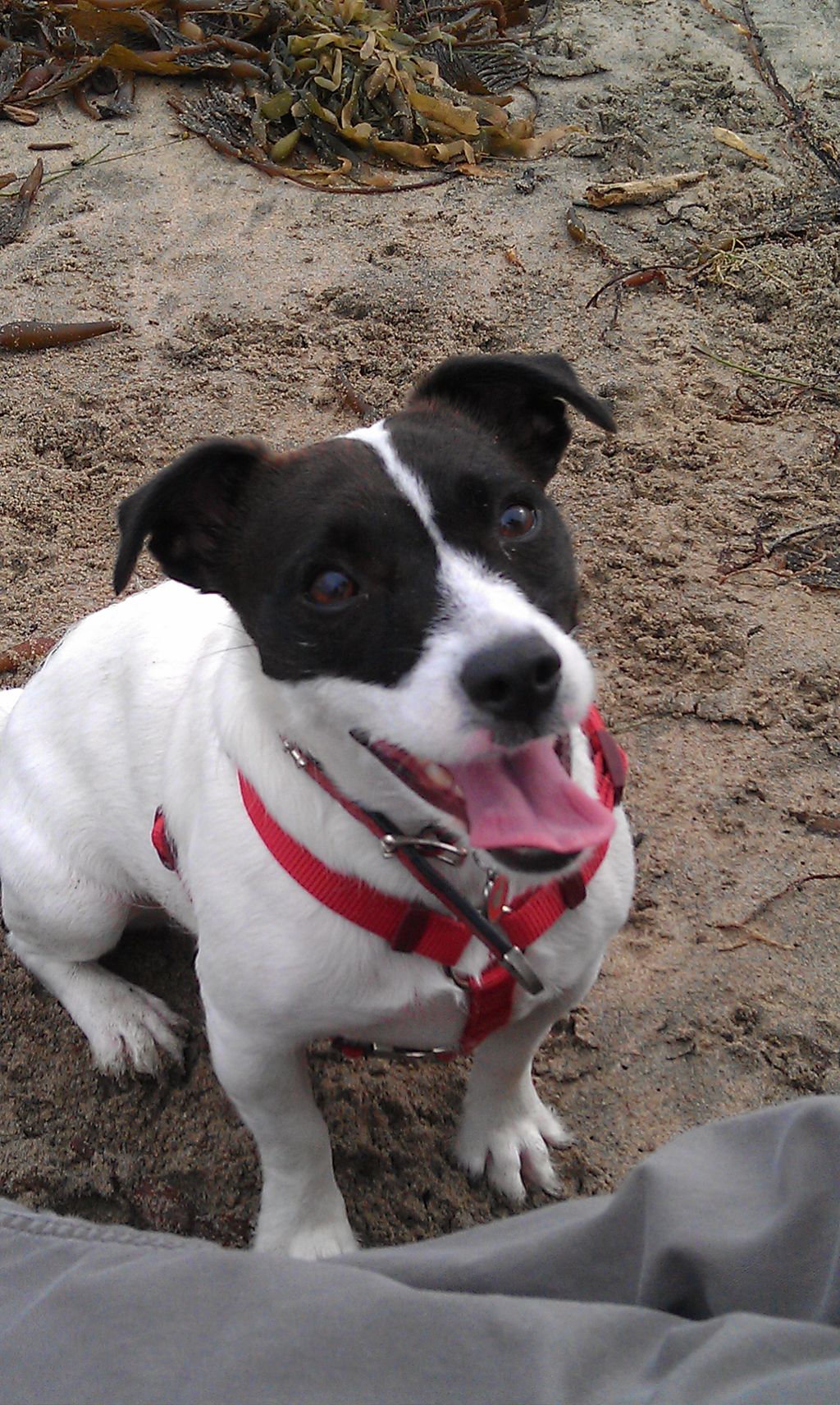 Ginger the Jack Russell Terrier