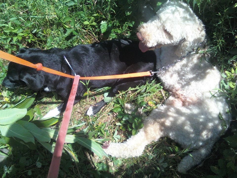 Riley and Max were relaxing after one of our walks