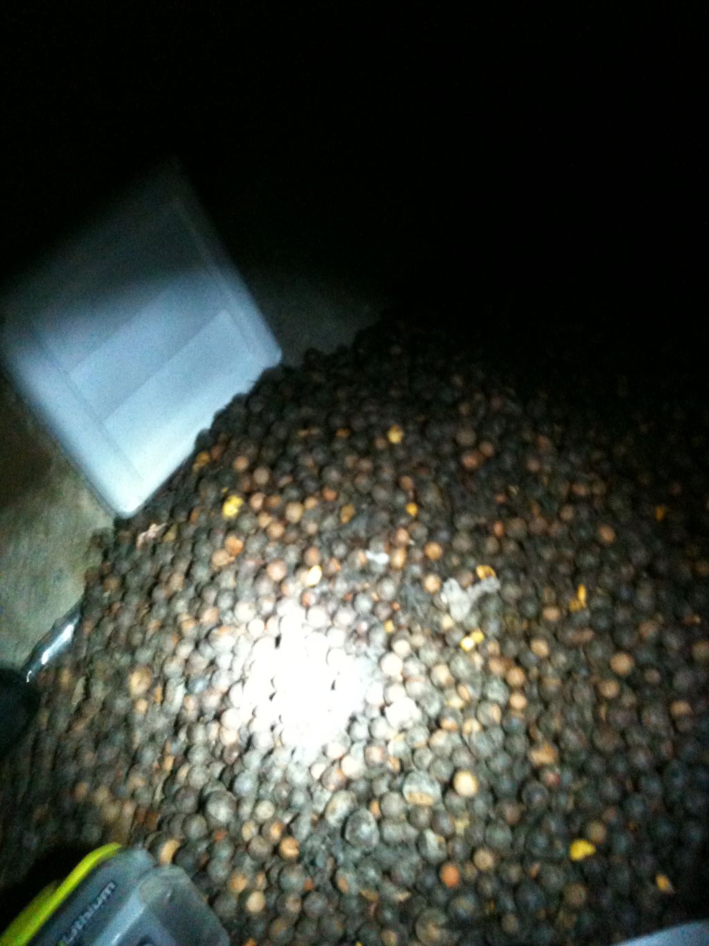 Acorns removed from dryer vent Charlotte, NC.