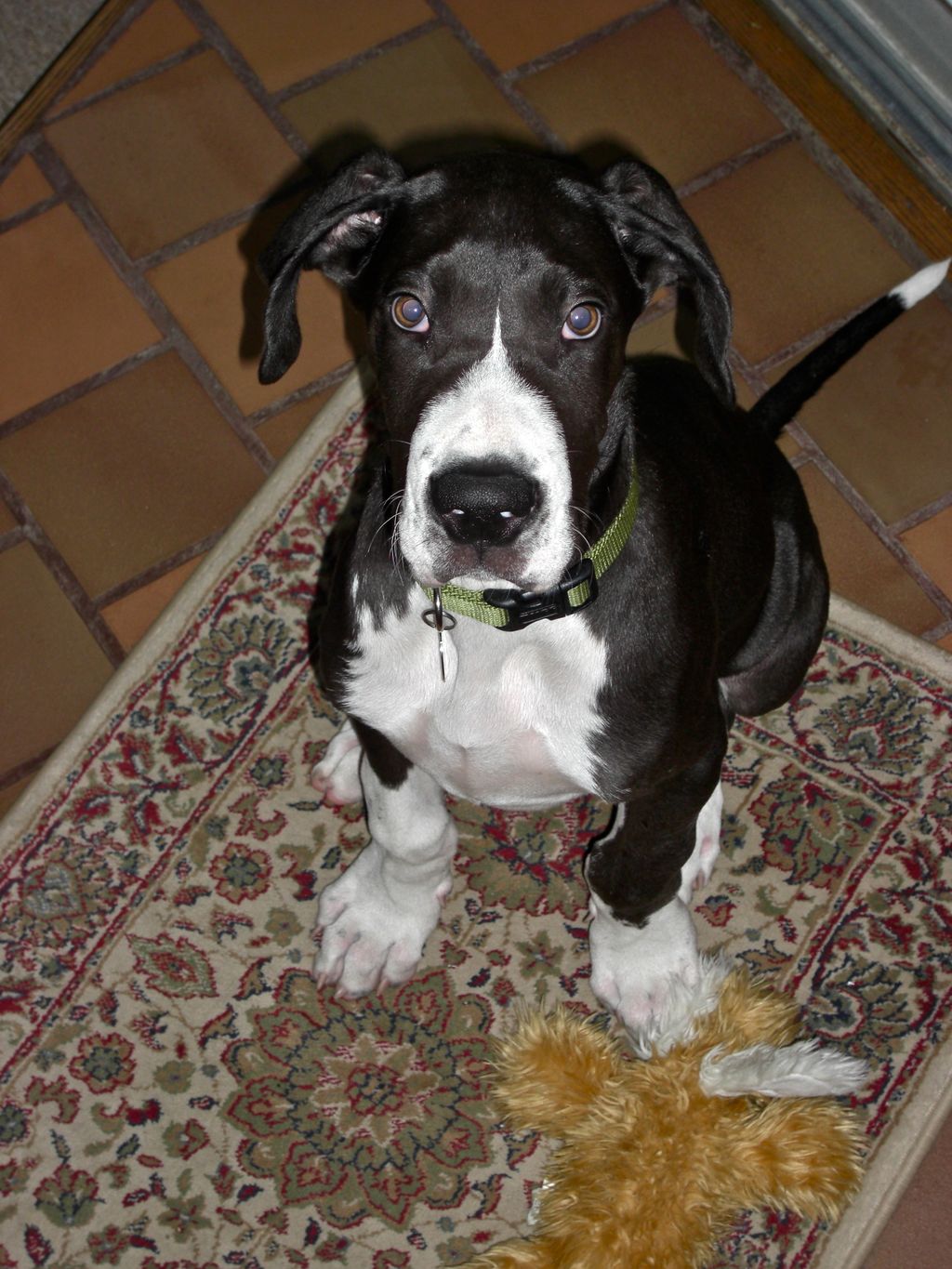 Nothing like a let out for potty training puppies 