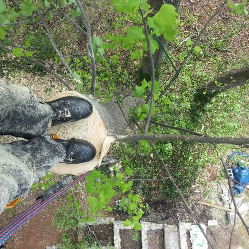 Standing on top of a tree that i'm removing.