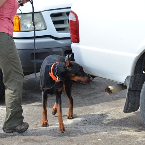 Gaby's dog Kaya during a "drug search" at North Po