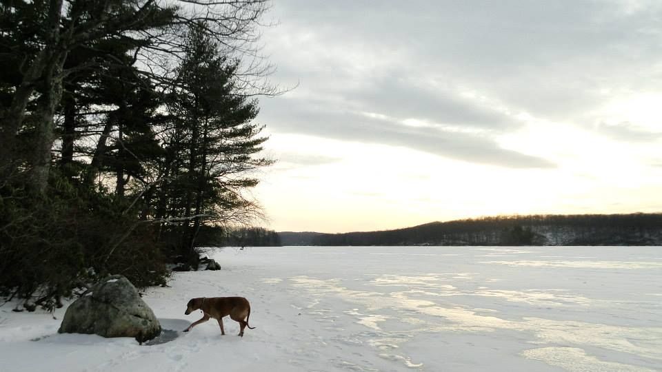 Yaharri exploring in Wawayanda State Park
