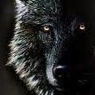 Black Wolf Facility Services, Inc.
