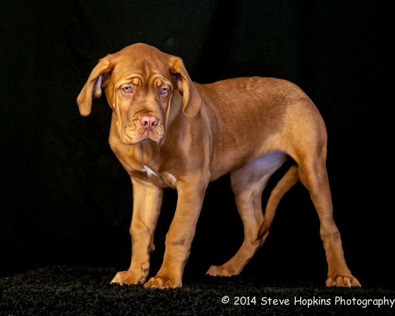 Pet Photography