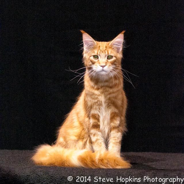 Pet Photography