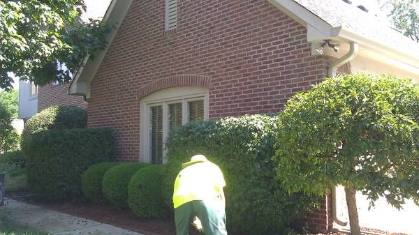 a good trimmed bush keeps it healthy and keeps up 