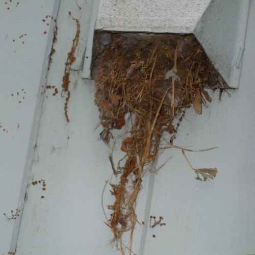 Bird nest blocking dryer vent exhaust.